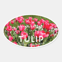 Tulip Ovale Sticker