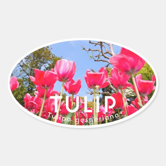 Tulip Ovale Sticker (Voorkant)