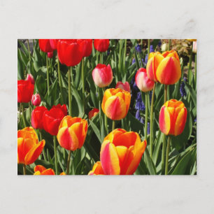 Tulip Patch Briefkaart