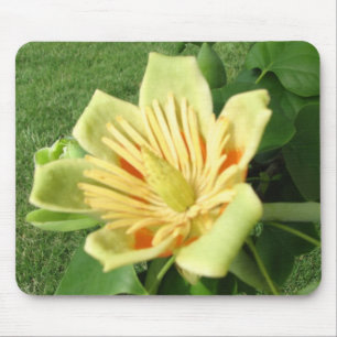 Tulip Poplar Bloom Muismat