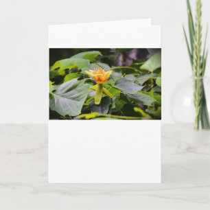 Tulip Poplar Blossom, carte
