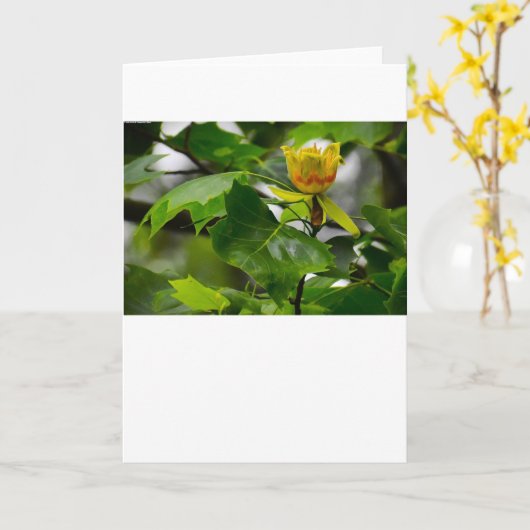Tulip Poplar Blossom, carte (Fleur jaune)