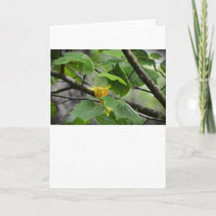Tulip Poplar Blossom, carte