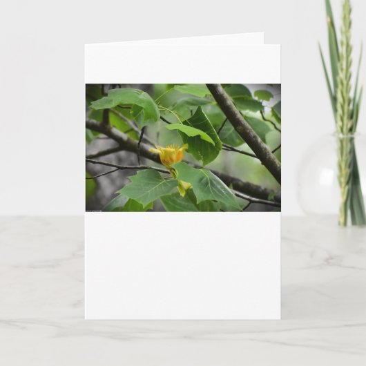 Tulip Poplar Blossom, carte (Devant)