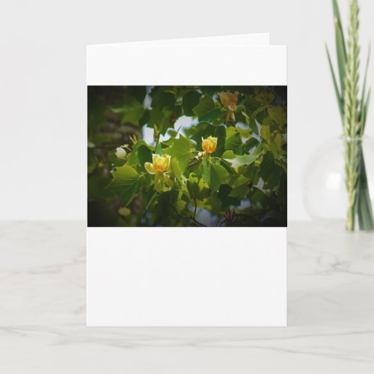 Tulip Poplar Blossom, carte (Devant)