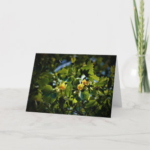 Tulip Poplar Blossom, carte