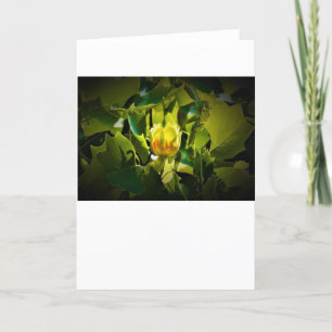Tulip Poplar Blossom, kaart