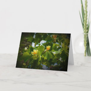 Tulip Poplar Blossom, kaart
