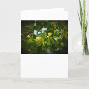 Tulip Poplar Blossom, kaart