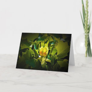 Tulip Poplar Blossom, kaart