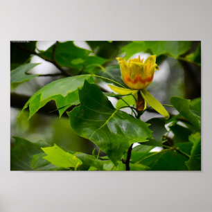 Tulip Poplar Blossom Poster