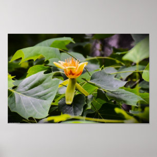 Tulip Poplar Blossom Poster