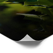 Tulip Poplar Blossom Poster (Hoek)