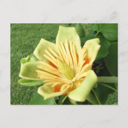 Tulip Poplar Briefkaart (Voorkant)