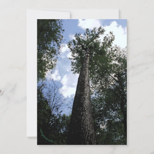 Tulip Poplar/Joyce Kilmer poème Arbres Carte