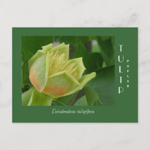 Tulip Poplar-ventilator Briefkaart