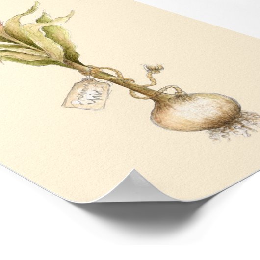 Tulip - Poster (Coin)