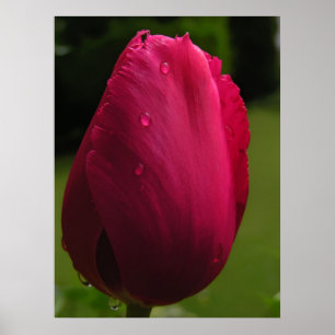 Tulip Shower Poster