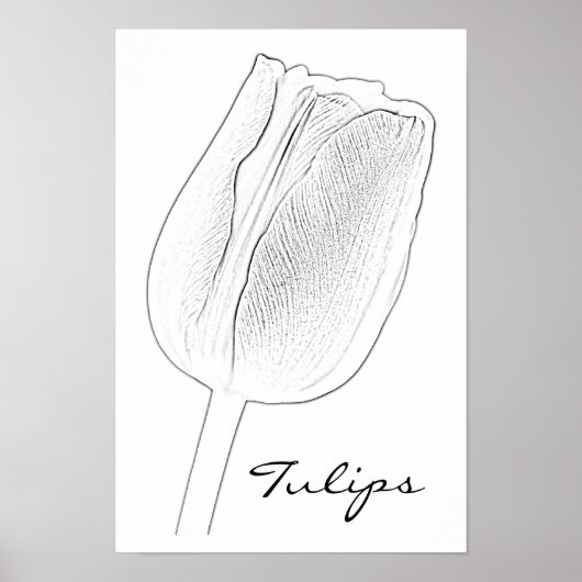 Tulip Sketch Poster (Voorkant)