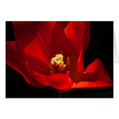 Tulip Synaeda Orange (Devant Horizontal)