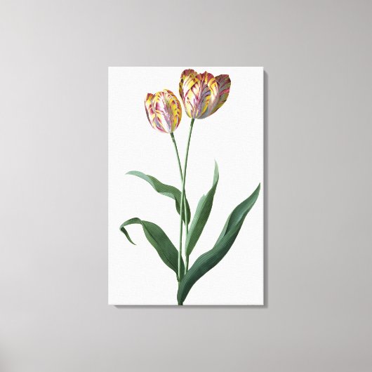 Tulip Tulip Canvas Afdruk (Voorkant)