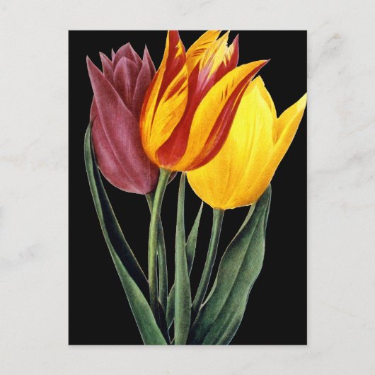 Tulip (Tulipa Gesneriana) Briefkaart (Voorkant)