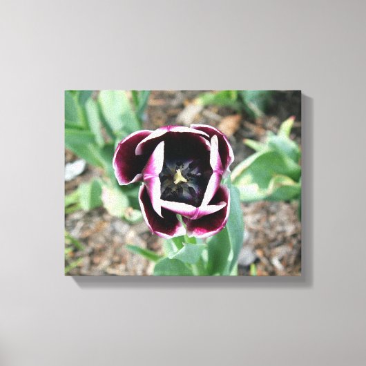 Tulip Wrapped Canvas Afdruk (Voorkant)