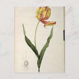 Tulipa gesneriana dracontia uit 'Les' Briefkaart