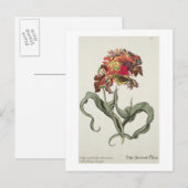 Tulipa Monstrosa Rubra Maior uit 'Phythanthoza Ic Briefkaart (Voorkant / Achterkant)