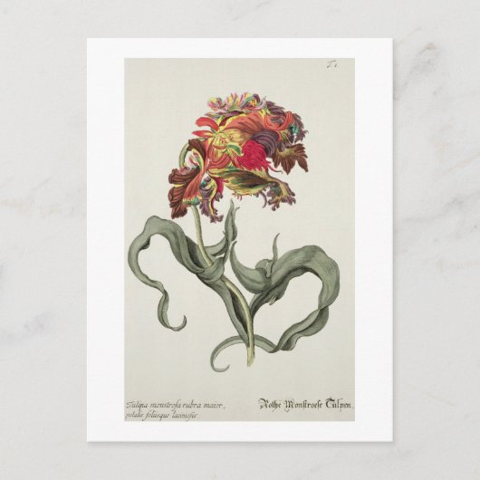 Tulipa Monstrosa Rubra Maior uit 'Phythanthoza Ic Briefkaart (Voorkant)
