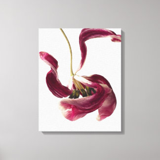 Tulipdanser - Roze Tulp Tegen Wit Canvas Afdruk