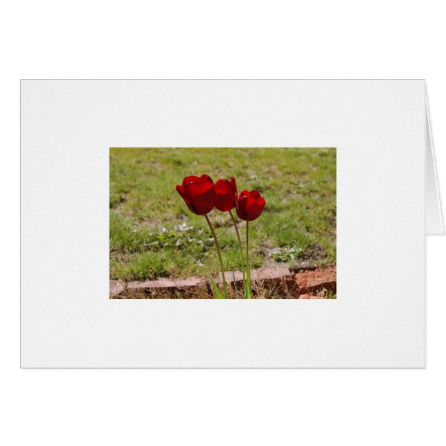 tulipe (Devant horizontal)