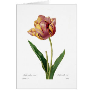 Tulipe