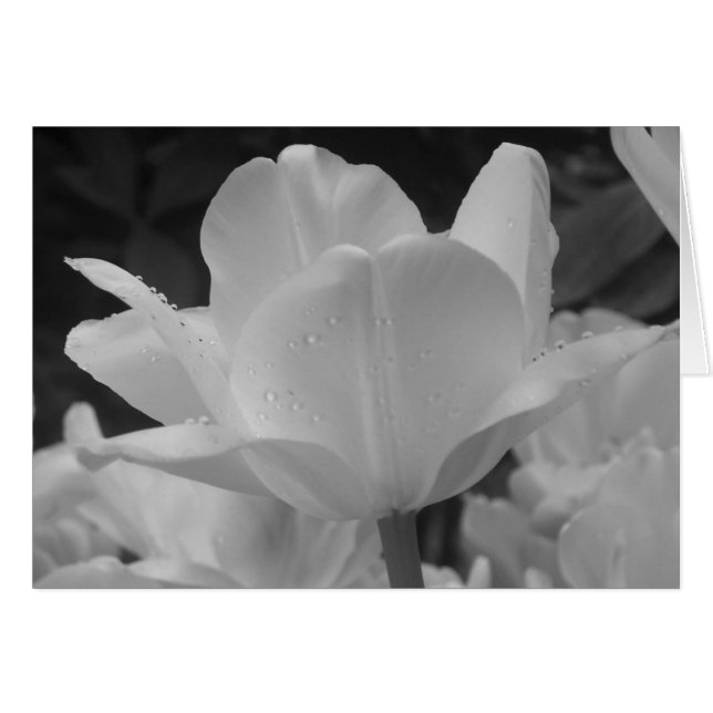 tulipe à fleurs noir et blanc (Devant horizontal)