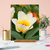 Tulipe blanche (Mariage)