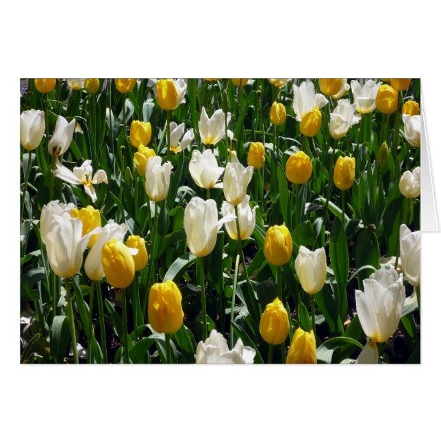 tulipe blanche jaune (Devant horizontal)