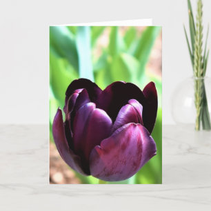 Tulipe, carte