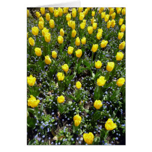 tulipe de fleurs jaunes