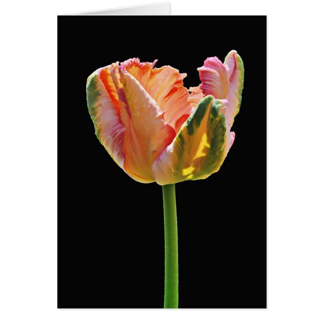 Tulipe de perroquet (Devant)