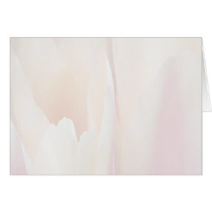 Tulipe de tulipe