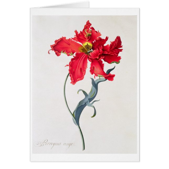 Tulipe : Fard à joues de Perroquet (Devant)