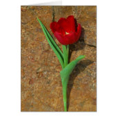 Tulipe jaune et rouge (Devant)