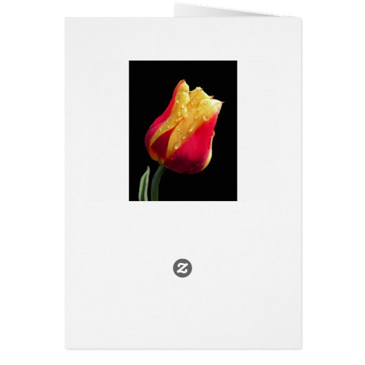 Tulipe Jaune Et Rouge (Dos)