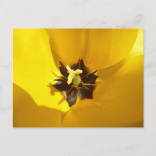 Tulipe Jaune Gros do-it-yourself Carte Postale