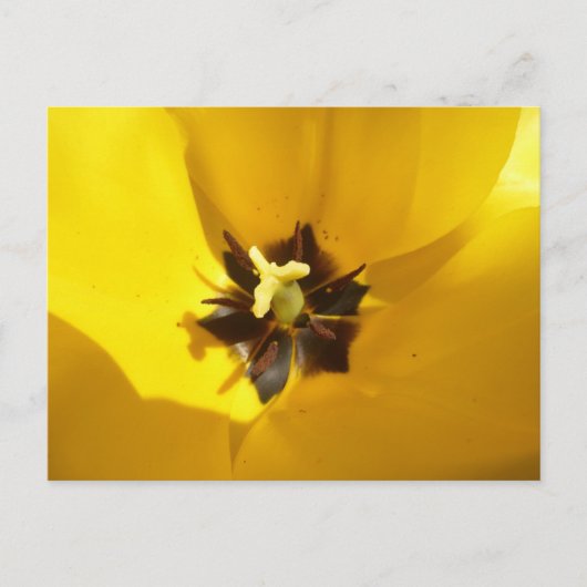 Tulipe Jaune Gros do-it-yourself Carte Postale (Devant)