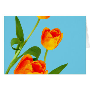 Tulipe orange