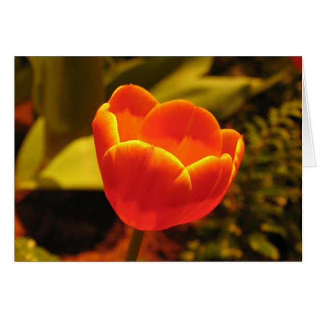 Tulipe orange (Devant horizontal)
