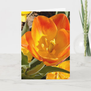 Tulipe orange vibrante Photographie florale Carte