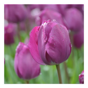 Tulipe pourpre avec gouttes d'eau Photo Imprimer