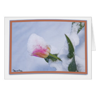Tulipe Rose Couverte de Neige en Pensée